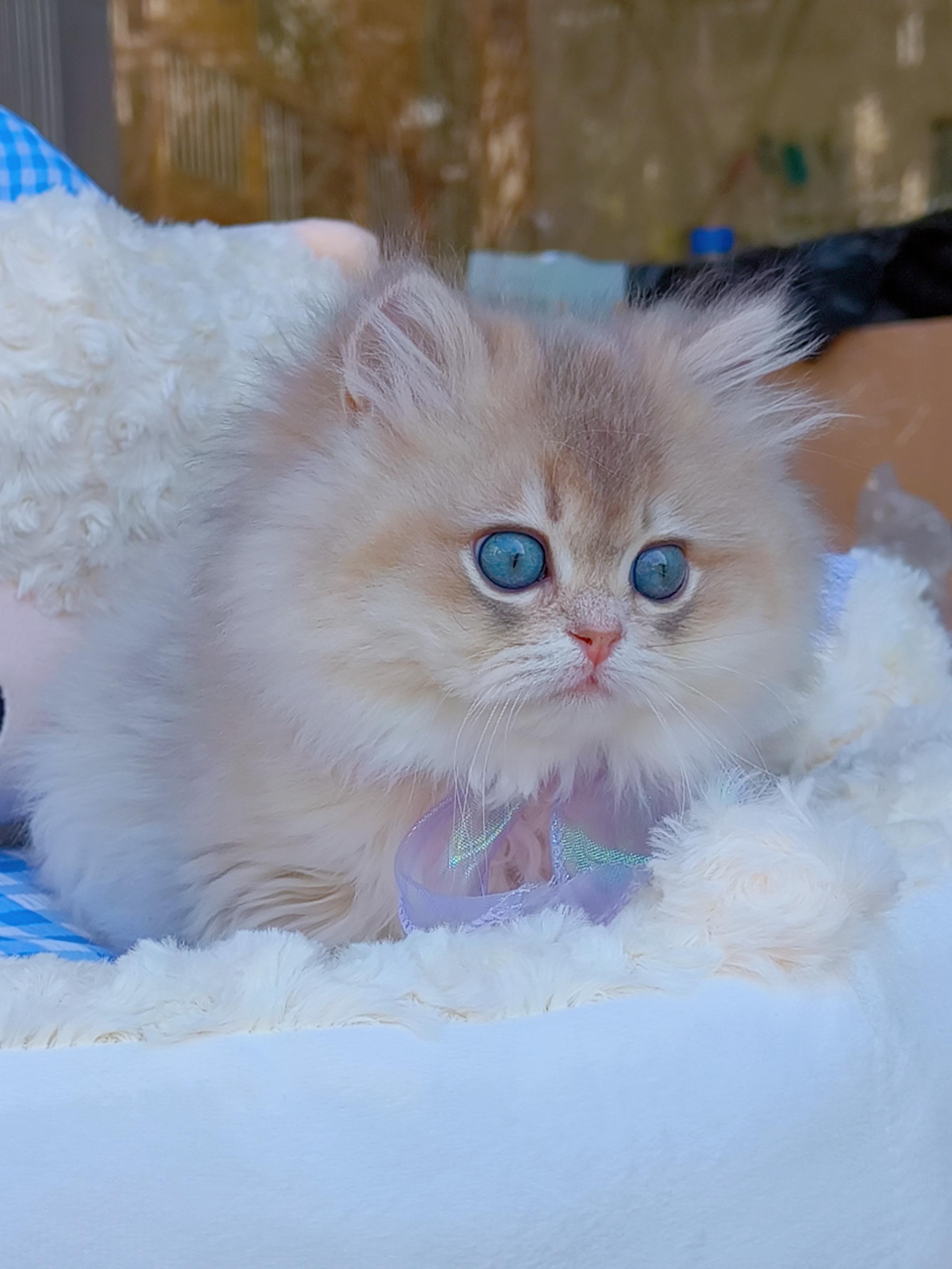 精品蓝金渐层长毛,江浙沪包邮,送套用品